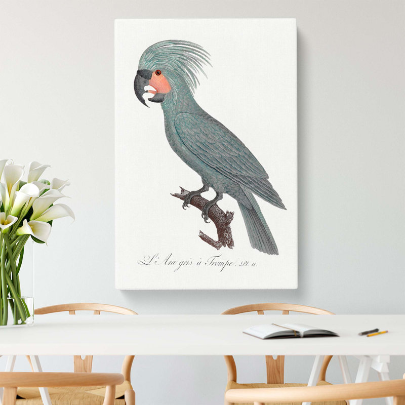 A Palm Cockatoo by F. Levaillant - Wrapped Canvas, 60cm H x 40cm W x 3cm D