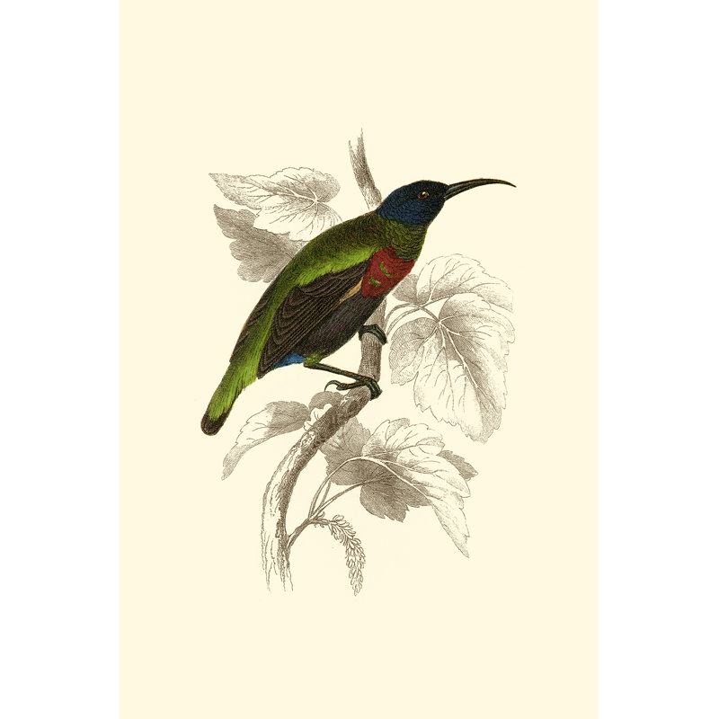 Jardine Hummingbird IV by Sir William Jardine - Wrapped Canvas Print, 46cm H x 30cm W x 3.8cm D