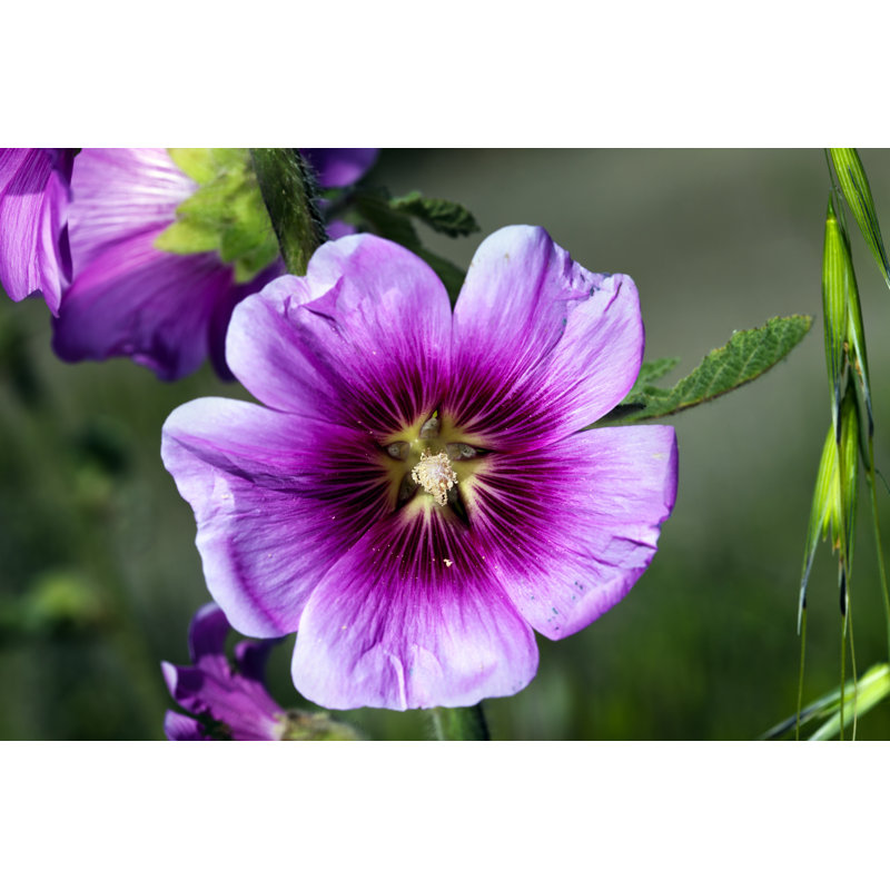 Patchell Tree Mallow Macro - Wrapped Canvas Print, 30cm H x 46cm W x 3.8cm D