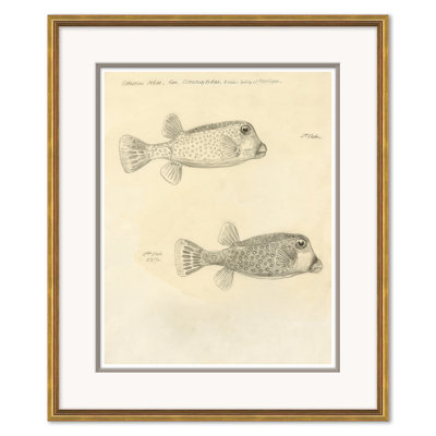 Odd Fish Giclee Print by Marcel Bourgeois