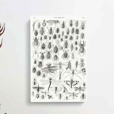 Study Of Insects XXXIX by Oliver Goldsmith - Wrapped Canvas