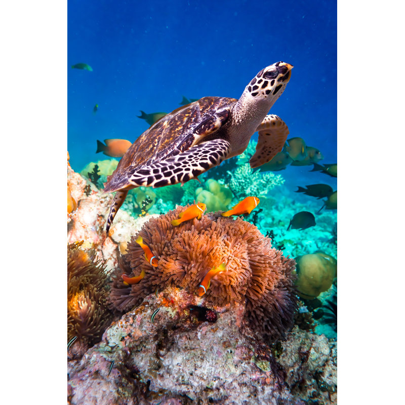 Hawksbill Turtle by Cookelma - Wrapped Canvas Print, 91cm H x 61cm W