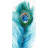 Long Peacock Feather Print On Canvas-98694035