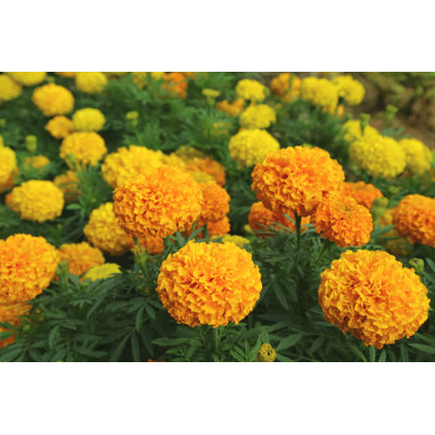 " Marigold Flowers Field "