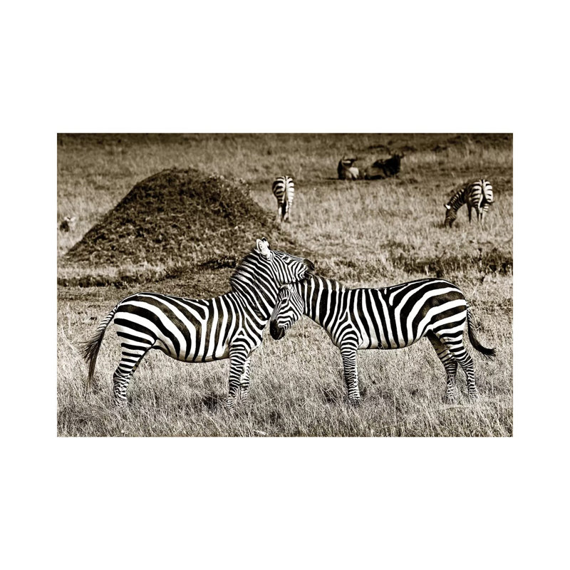 Cuddly Zebras by Klaus Tiedge - Wrapped Canvas Print, 66.04 cm H x 45.72 cm W x 3.175 cm D