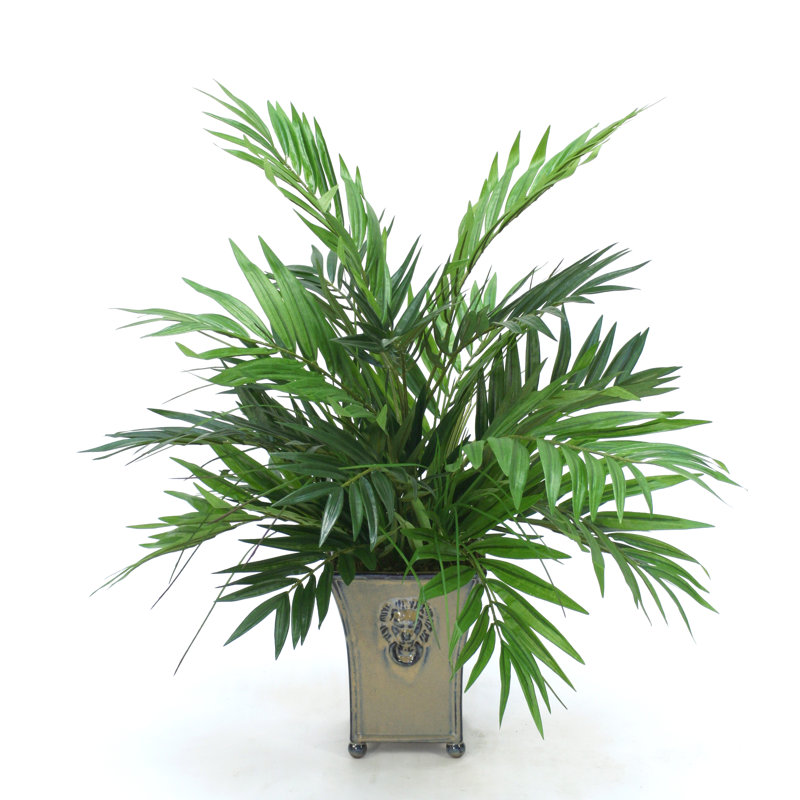 Plante de palmier en pot salon
