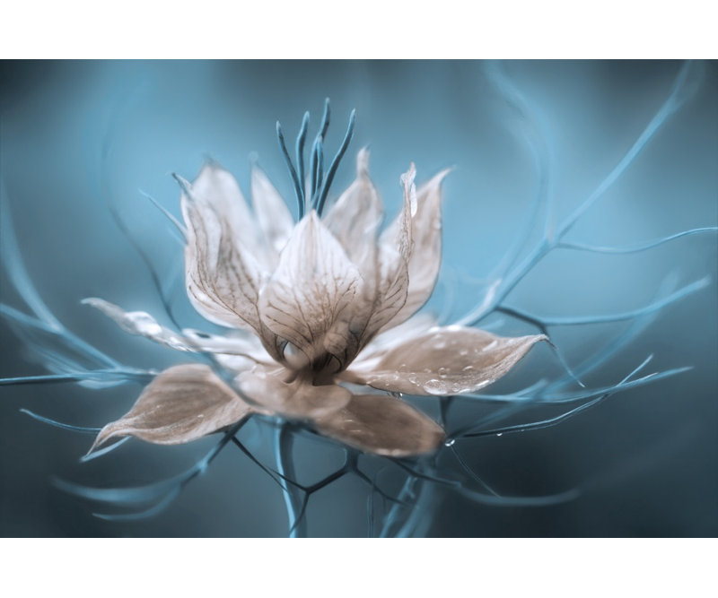 Wrapped Canvas Print, 76.2 cm H x 50.8 cm W