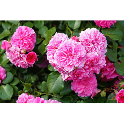 Gulzaar Pink Centifolia - Wrapped Canvas Print