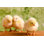 Beautiful Beautiful Chickens - Photographie sur toile tendue