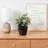 Artificial Eucalyptus Plant Pot in Concrete Planter