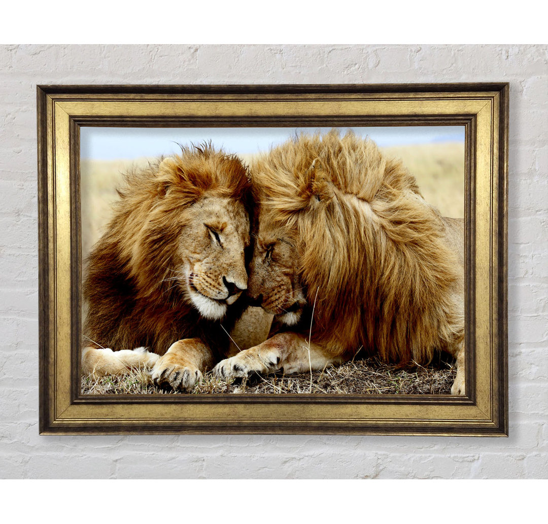 Lions Love Wild Cats Animals - Bilderrahmen Kunstdrucke