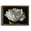 Pivoine blanche - Reproduction d'art sur toile encadrée-1176643697-1176643696