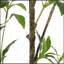 ARBRE À PIERIS 120CMTIFTIFS