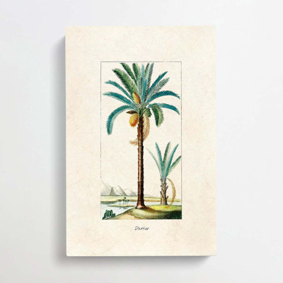 Illustration of a Date Palm Tree - Wrapped Canvas Painting Print