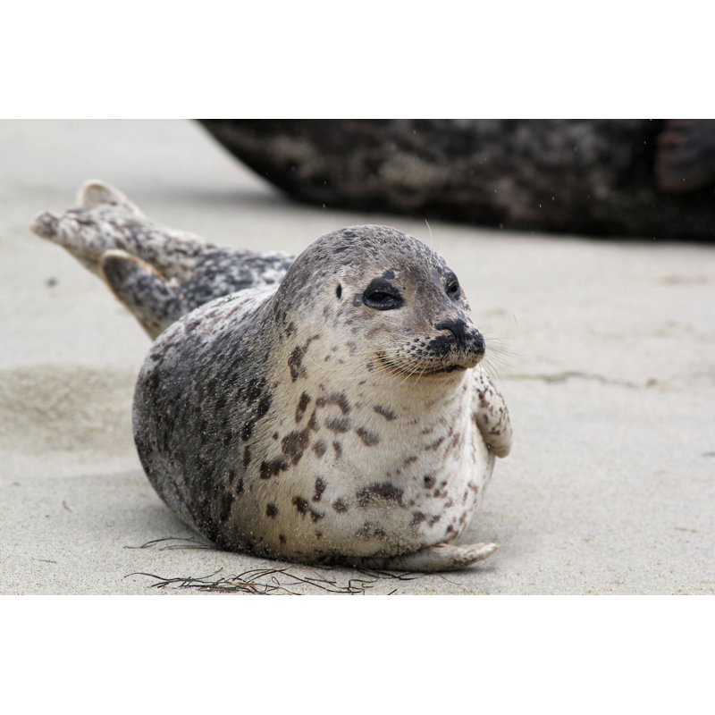 Happy Harbor Seal by Randimal - Wrapped Canvas Print, 81cm H x 122cm W