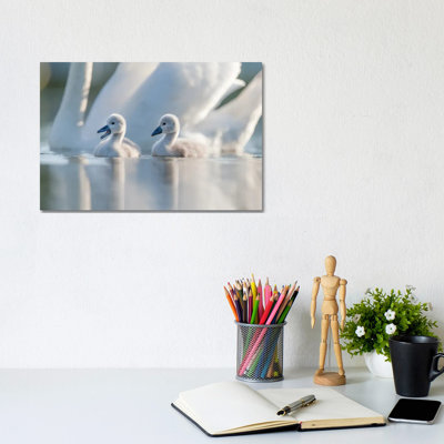 Cygnets II by Mateusz Piesiak - Wrapped Canvas Print