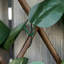 100cm Faux Evergreen Hedge