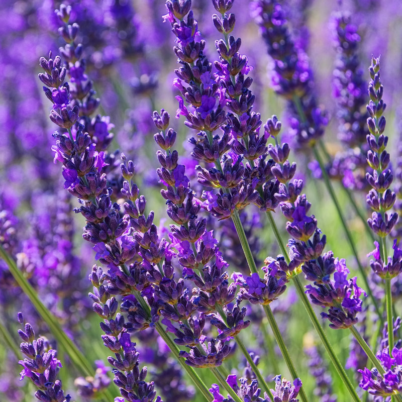 Lavender by LianeM - Wrapped Canvas Print, 76cm H x 76cm W