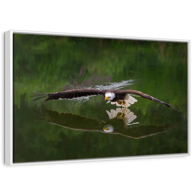Aigle à tête blanche, Cadre flottant blanc, 13 po x 9 po