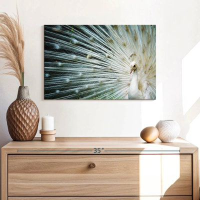 Icy White Peacock