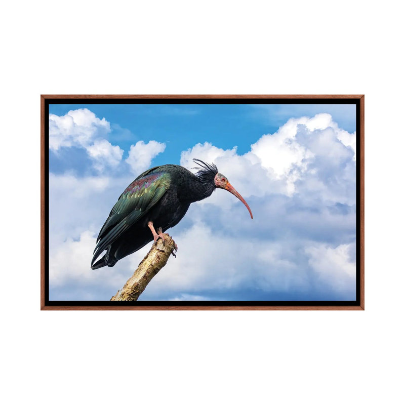 Vue de côté de l'ibis chauve du Nord - reproduction d'art murale - toile encadrée, 40 po x 26 po, Framed Canvas, Brown