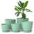 Menthe
