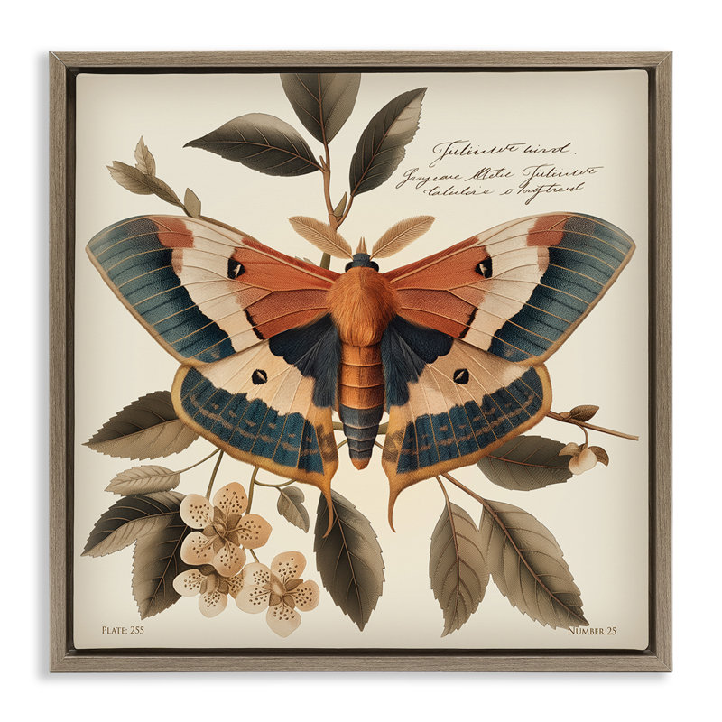 «Enchanting Moth & Plant», art mural encadré par Steve Huntziker, Cadre flottant orme Montalcino, H 18 po x l 18 po