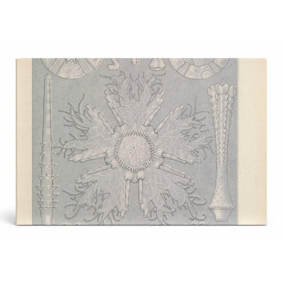 Kunstformen der Natur, Tafel 60 – Calcispongiae (1904) — Landscape Canvas Wall Art