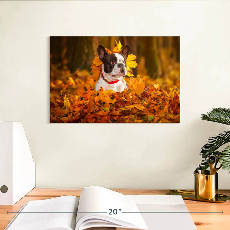 Bouledogue français dans un parc en automne, H 8 po x l 12 po