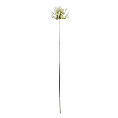 Anastasija Arrangement