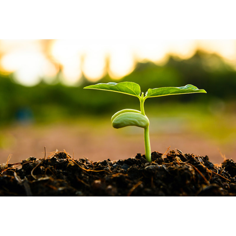 Green Sprout Growing From Seed At Sunset - Wrapped Canvas Print, 30cm H x 46cm W