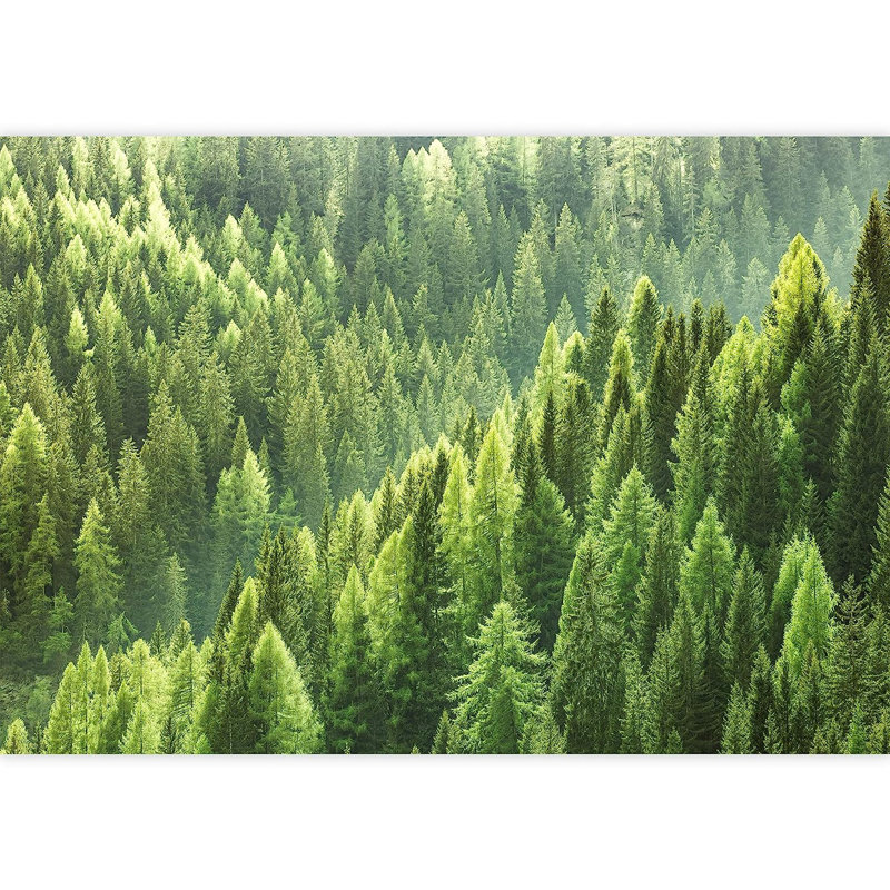 Aerial View Pine Tree Forest, 66" L x 96" W