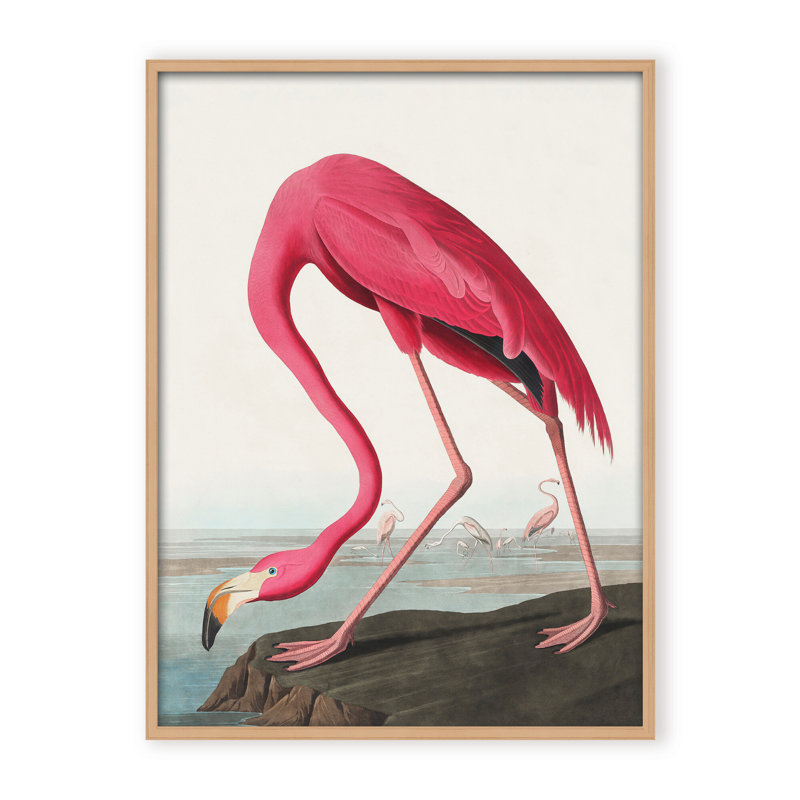 Coastal Retreat Pink Flamingo II From Birds Of America (1827), 40" H x 30" W x 2.375" D, Framed Canvas, Brown