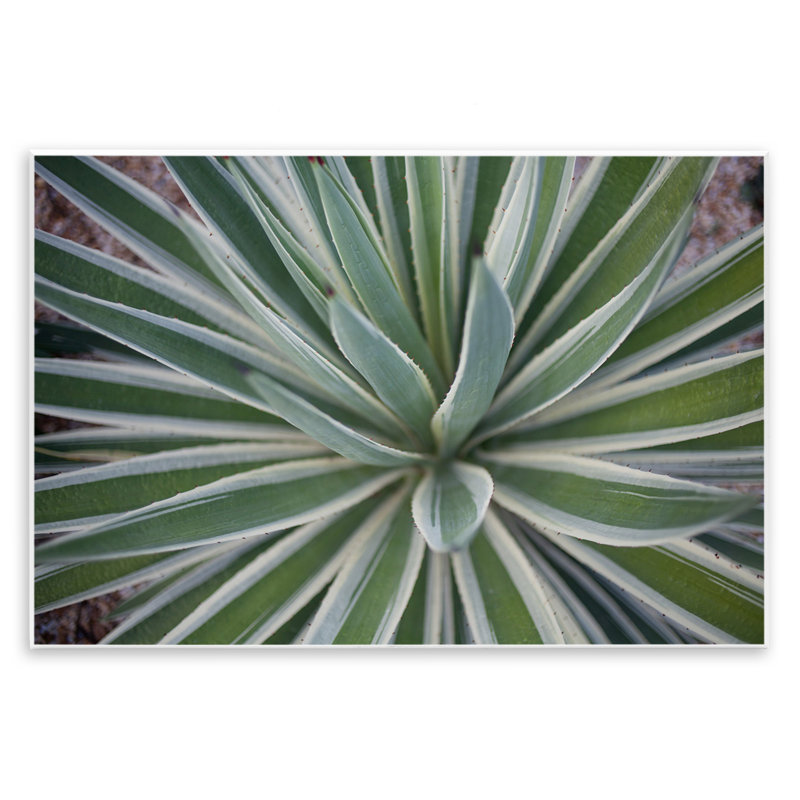 «Centric Succulent Leaves» par Susan Bryant, H 10 po x l 15 po