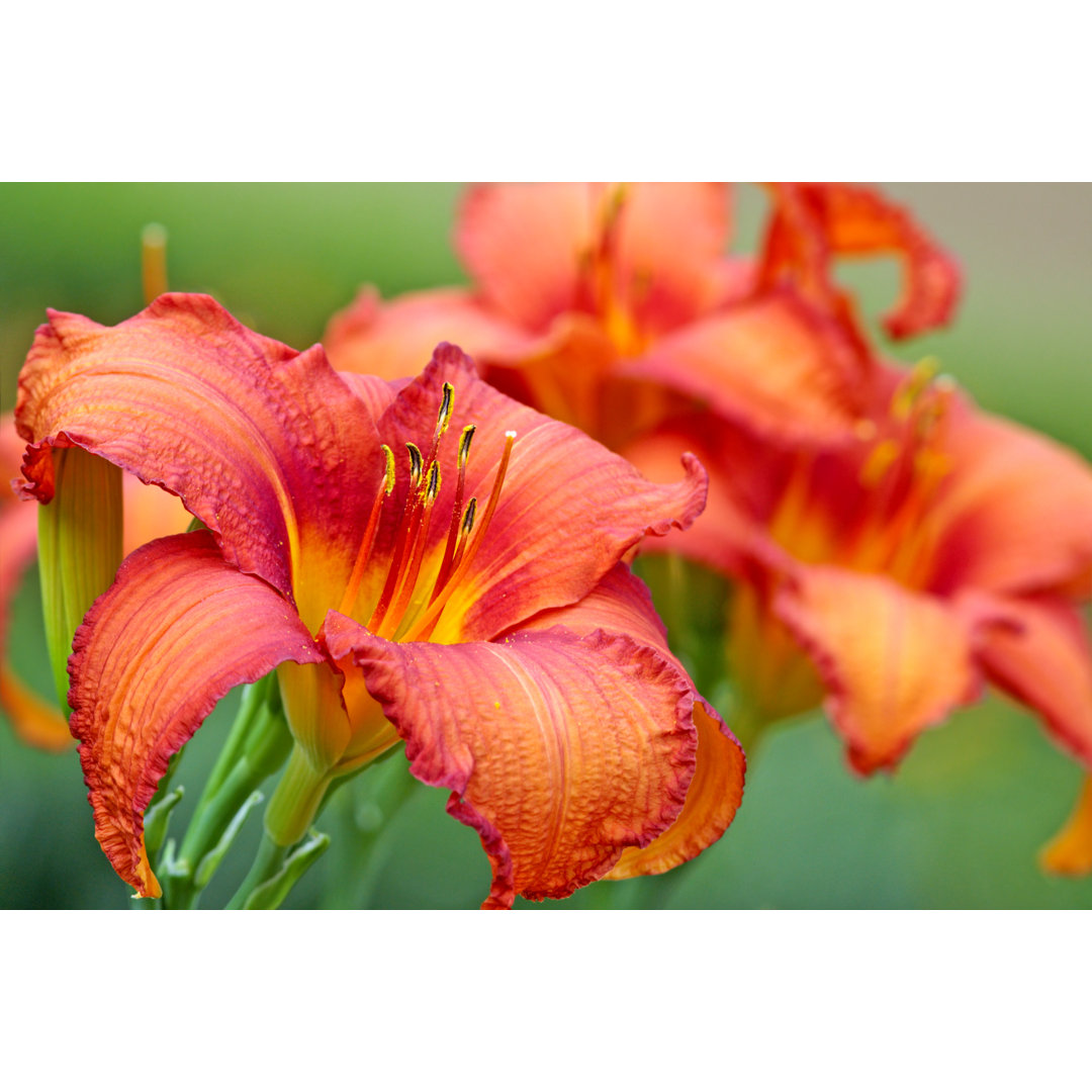 Leinwandbild Vielfalt Red Day Lily