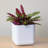 Eziah Planter Box-359605841