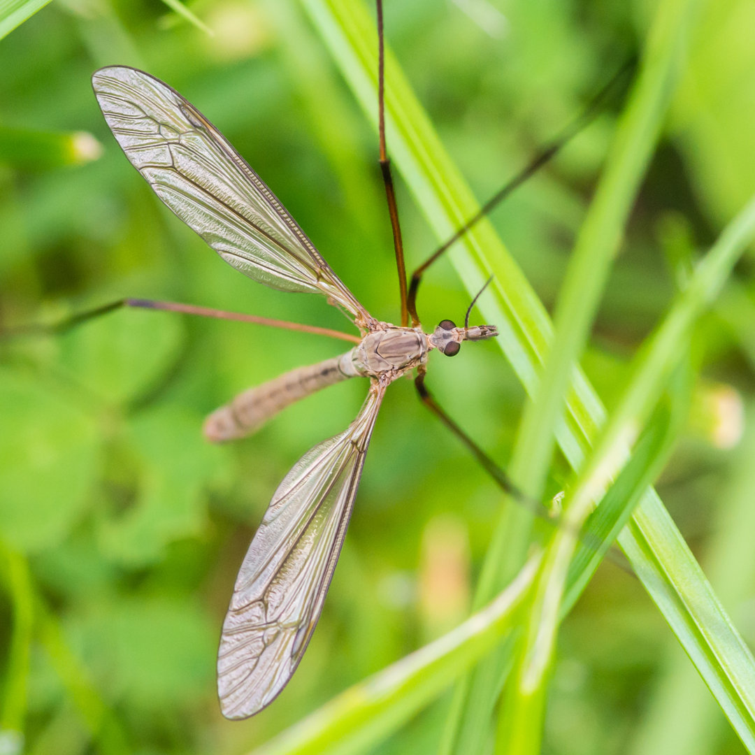 Justa Crane Fly von Bigemrg - Wrapped Canvas Photograph