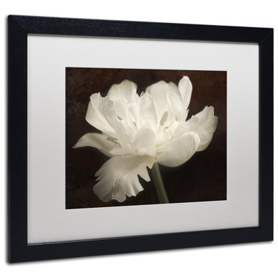 « white tulip ii », reproduction de photo sur toile encadrée