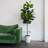 6ft Artificial Rubber Tree