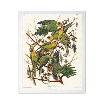 John James Audubon - Carolina Parrot