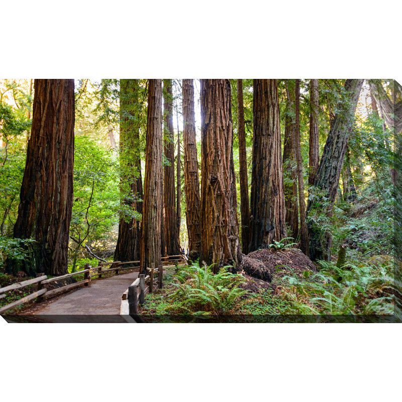 " Boardwalk In The Forest ", 24" H x 40" W x 1.5" D