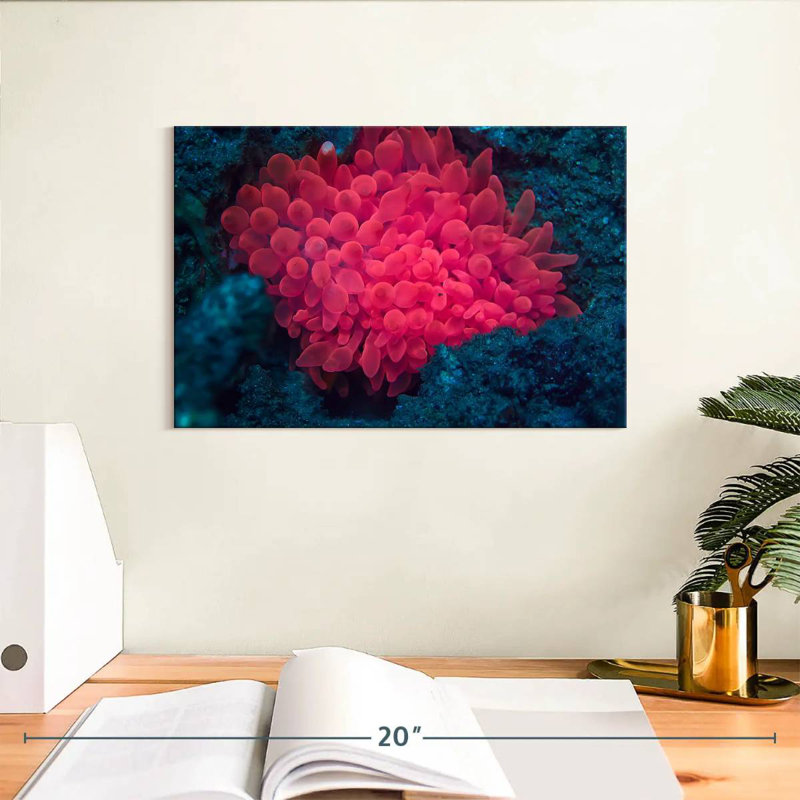 Pink Coral Reef