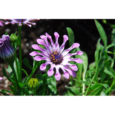 Déploiement de fleur mauve - photographie sur toile tendue