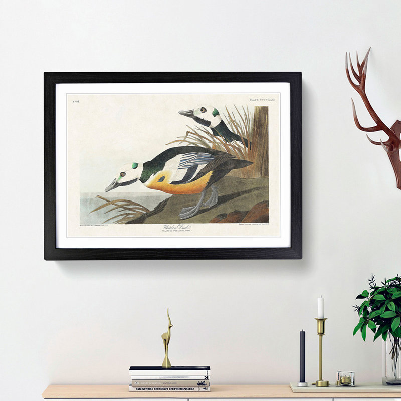 Western Ducks by John James Audubon - Framed Print, Black Framed, 27cm H x 36cm W x 2cm D