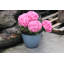 Sundhya Pot Planter-1759075838-1759075833