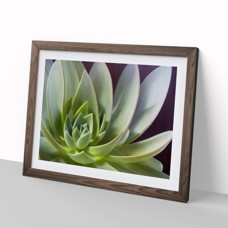 Interesting Succulent Plant - Framed Print, 46cm H x 64cm W x 2cm D, Walnut