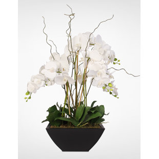 Orchid Arrangement in Pot