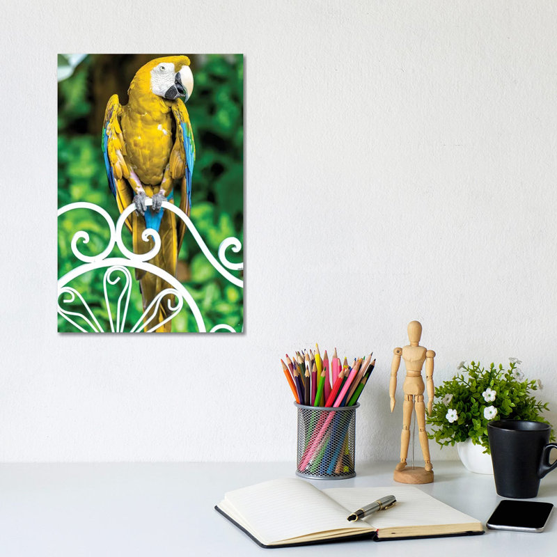 Macaw III by Glauco Meneghelli - Wrapped Canvas Print, 30.48cm H x 20.32cm W x 1.9cm D