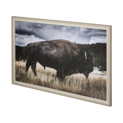 Yellowstone Bison by Dunker a Framed Art Print Matted under Glass
