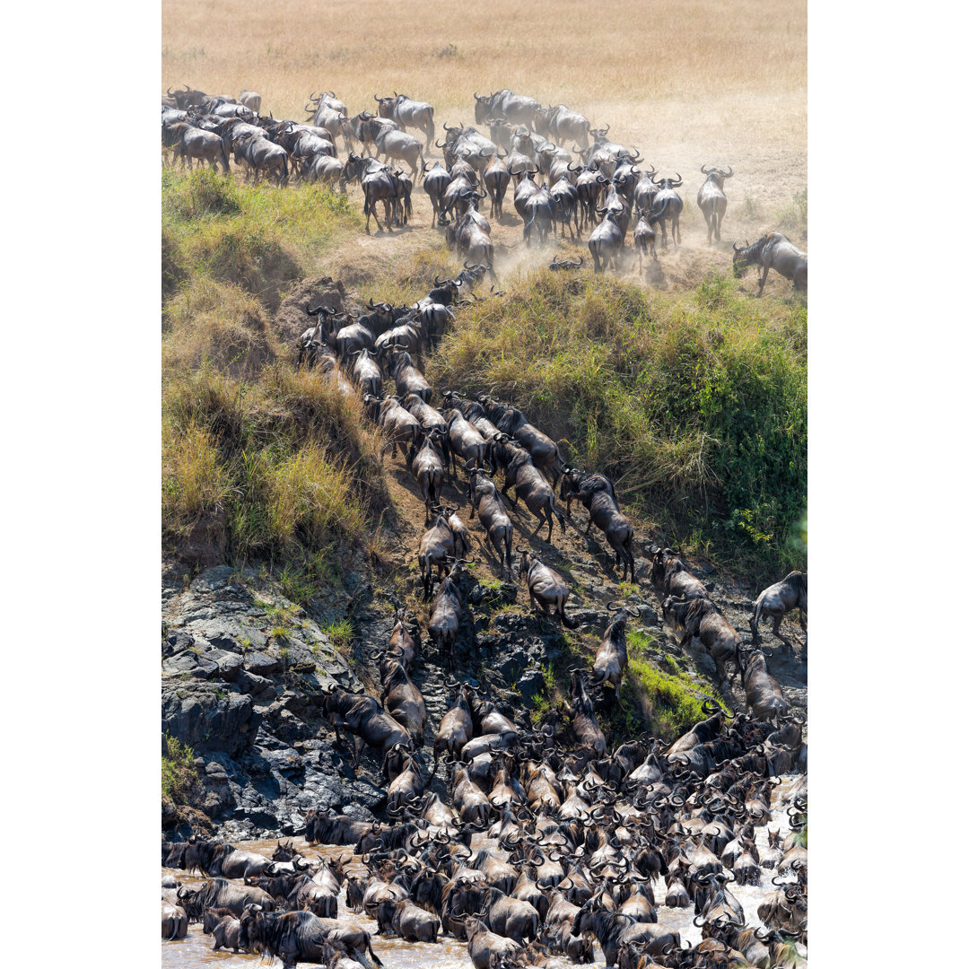 Great Wildebeest Migration In Kenia von 1001slide - Ohne Rahmen auf Leinwand drucken